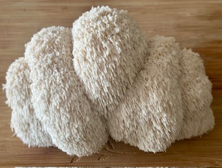 Lion's Mane beginnings...